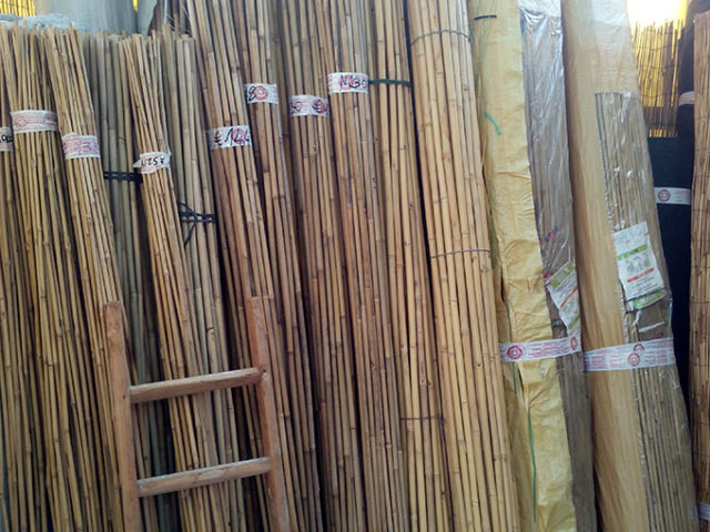 Scabis_-Canne-Bamboo